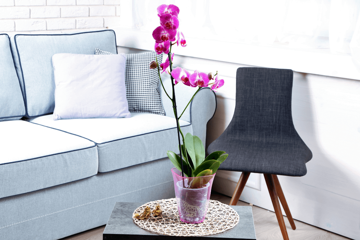 como-decorar-a-sala-de-um-apartamento-pequeno-com-orquideas