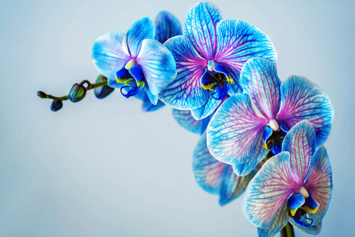 qual-a-melhor-orquidea-para-apartamento-pequeno