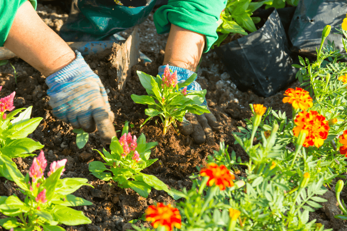 o-que-e-um-mini-jardim
